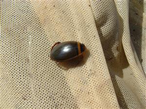 Graphoderus cinereus (L.)